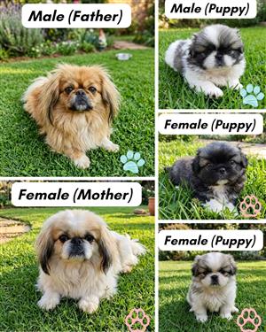 Pekingese puppies