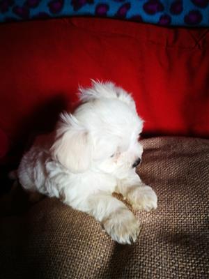 Maltese puppies available 