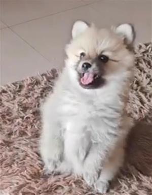 Toypom puppy 