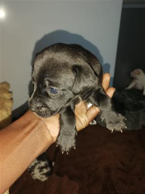 1x Female Great Dane puppy available 