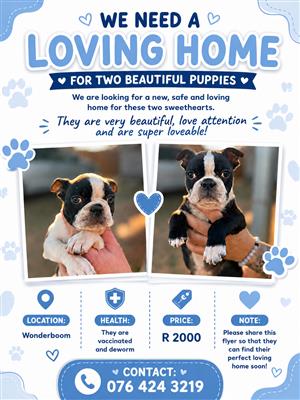 Bosten terrier puppies 