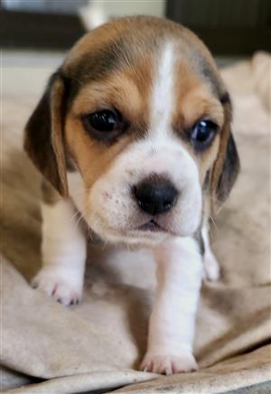 Beagle puppies for sale