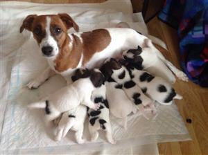 Beautiful Jack Russell puppies 