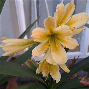 Beautiful Clivias for sale in Valhalla Centurion 