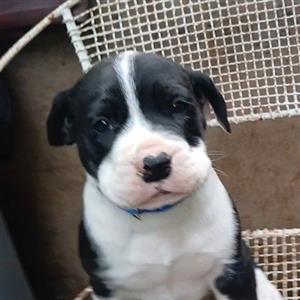 Great Dane X Bullmastiff Puppies