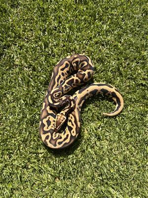 Young Male Ball Python for sale 