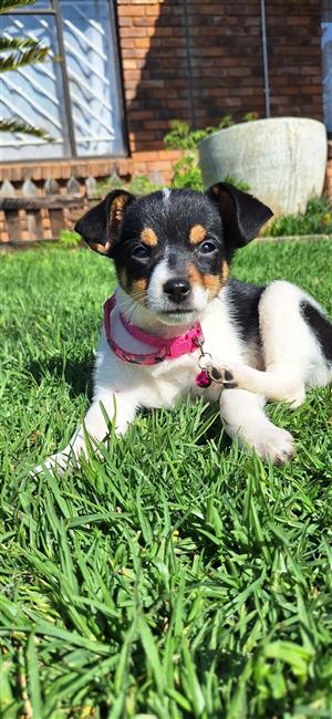 Jackrussel puppies