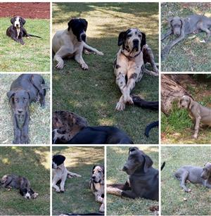 Gorgeous great Dane puppies available immediately 