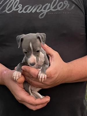 Italian Greyhound Puppies (Small Type) 