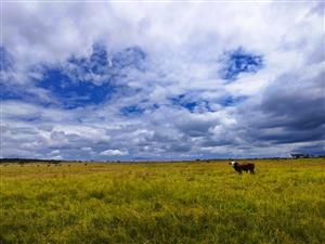 Farm For Sale in Mookgopong Rural
