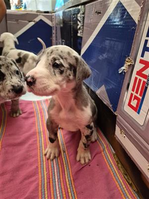 Great Dane Puppies