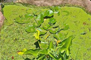 Feed For Chickens / Greenery For Chicken's - Bloemfontein