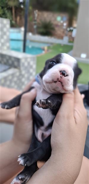 Boston Terrier 