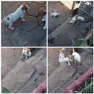 Pedigree Jack Russells