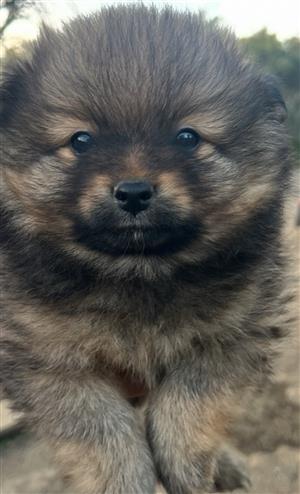 Little Pomeranian Puppies