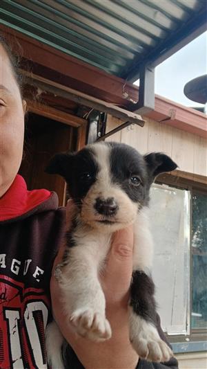 Border collie pups