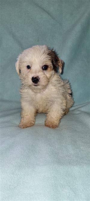 Yorkshire terrier babies 