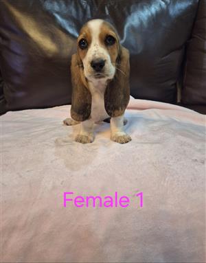 Basset puppies for sale 