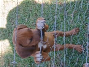 Rhodesian ridgeback  puppies for sale 