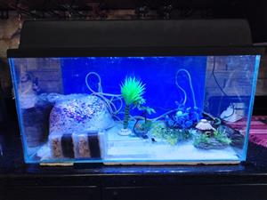 Fish tank setup