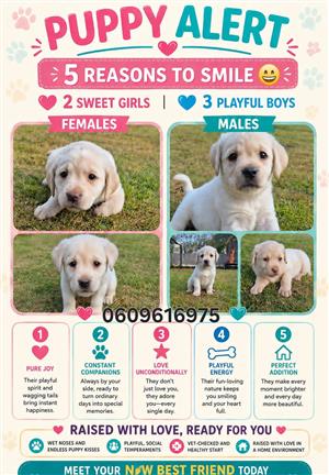 Beautiful Labrador Pups