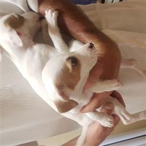 Jack Russell pups