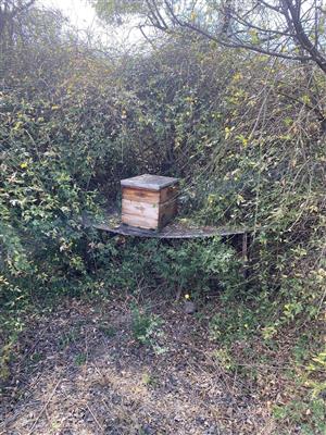 Bee hives 