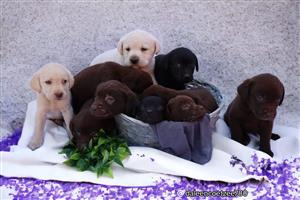 Labrador Puppies 