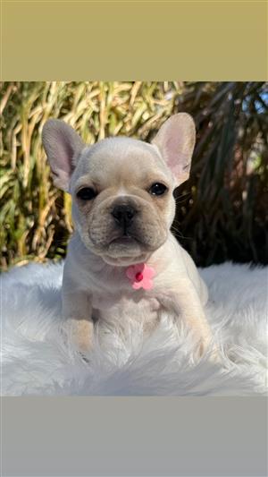 French bulldog