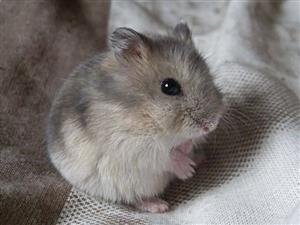 Baby russian dwarf hamsters for sale