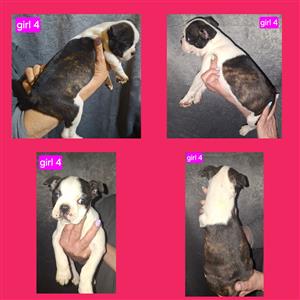 Boston Terrier Puppies