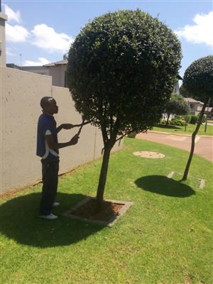 BRILLIANT GARDENER SEEKS WORK 