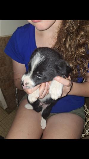 Super beautiful border collie puppies 
