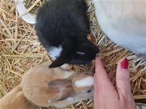 Netherlands dwarf bunnies 