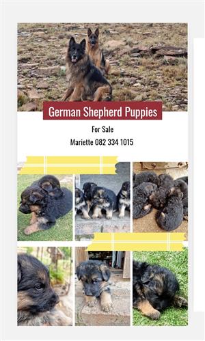 German Shephard Puppies