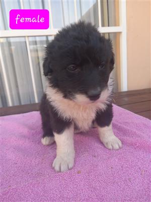 Border kollies puppy's 