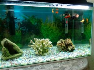 Tank Fish Etc For Sale Guppies Mollies Bubble Fish Babies