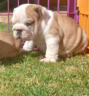 Gorgeous English bulldog puppies available
