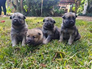 German Shepard Puppies