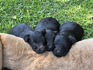 Scottish terrier puppies