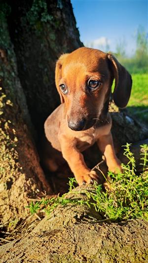 Red Male Dachshund puppy available 