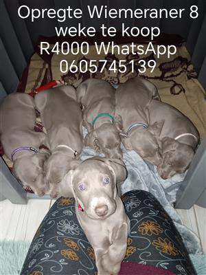 Weimeraner puppies for sale