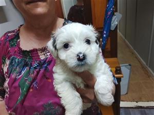 Biewer Terrier Puppies for sale