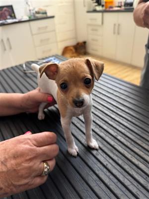 TOY FOX TERRIERS (KU