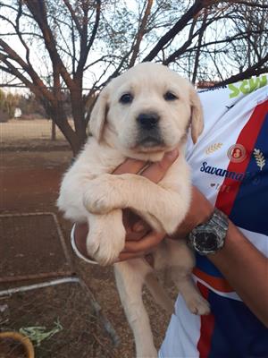beautiful golden retriever puppies for sale
