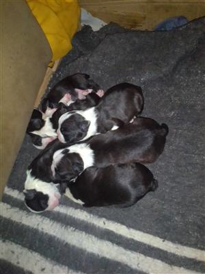 Boston Terrier Puppies for sale.
