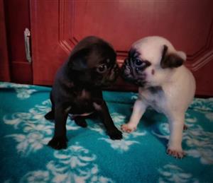 Pug puppies.