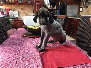 pure bred german shorthaired pointer pups