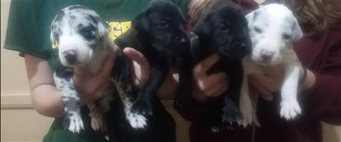 Great dane puppies 