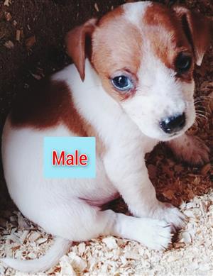 1x Male Jack Russell pup IN PRETORIA NORTH
